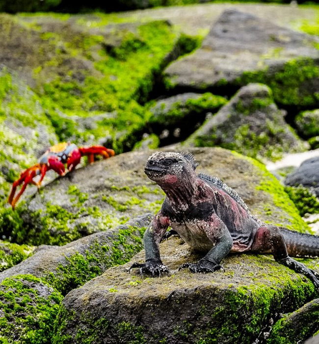 SKT Kamali Galapagos