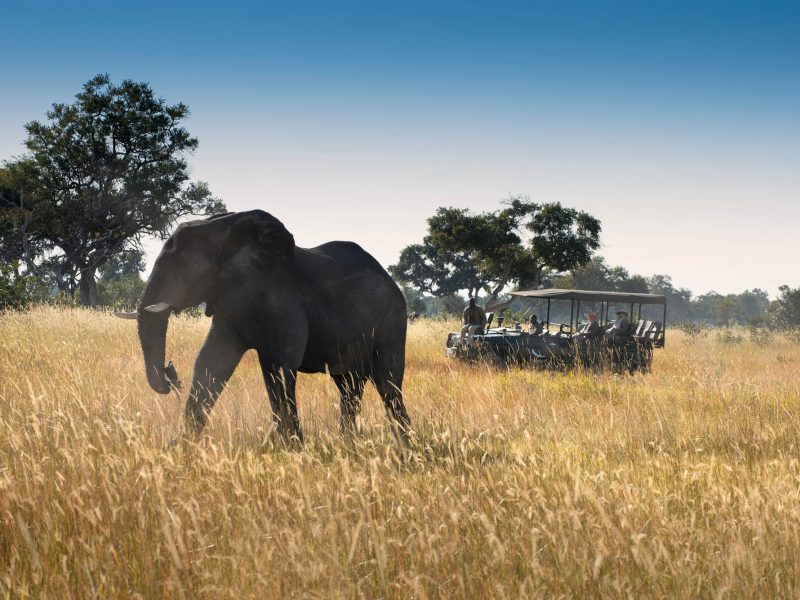 SKT Luxushotels Rundreisen Botswana Xaranna Experience Game Drive with single elephant Low