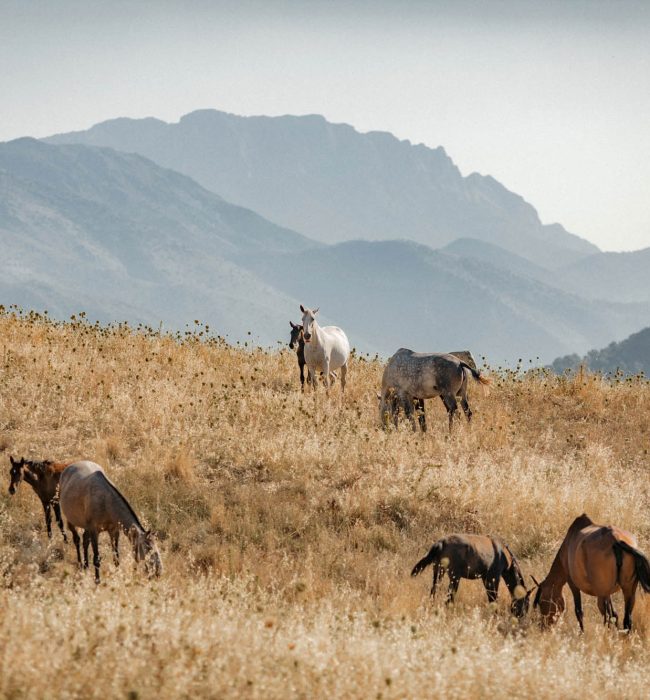 SKT NFinca La Donaira Luxushotels Rundreisen Estate and Landscape 02